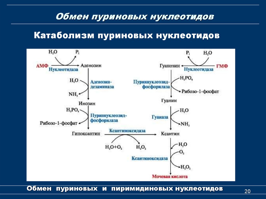 Расщепление нуклеиновых кислот. Схема катаболизма пуриновых нуклеотидов биохимия. Метаболизм пуриновых оснований биохимия. Схема распада пуриновых оснований. Схема катаболизма пуриновых оснований.