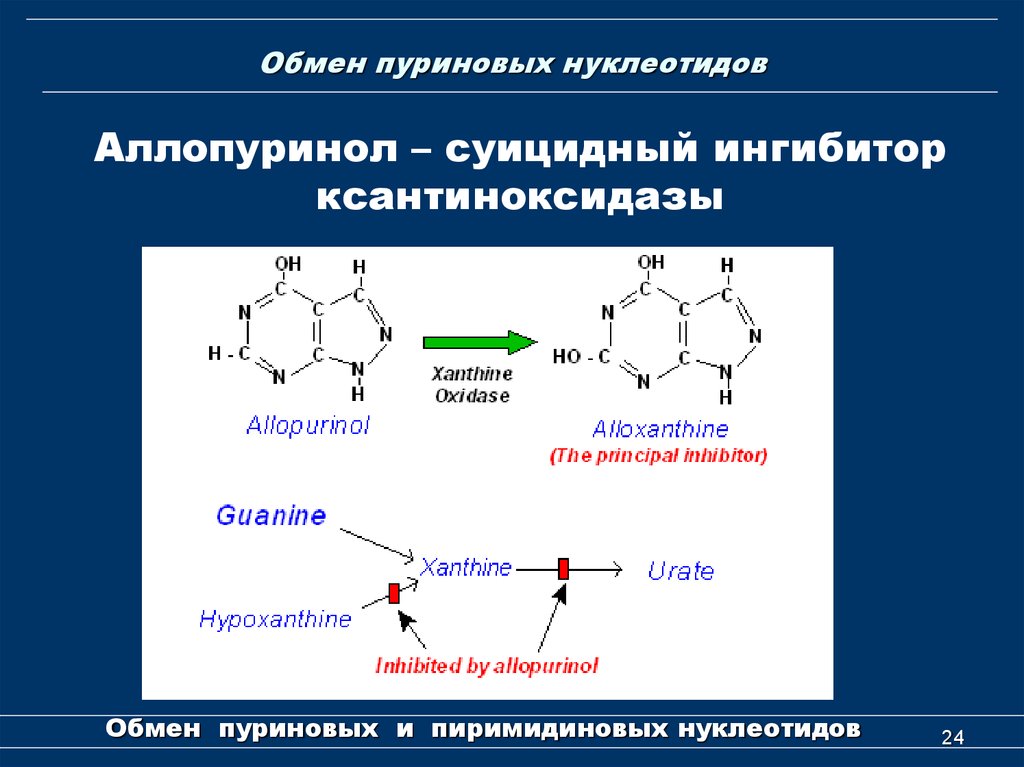 Пуриновыми нуклеотидами являются. Конечный продукт метаболизма пуриновых оснований. Схема распада пуриновых нуклеозидов. Нуклеотиды пуринового ряда биохимия. Метаболизм пуриновых оснований.
