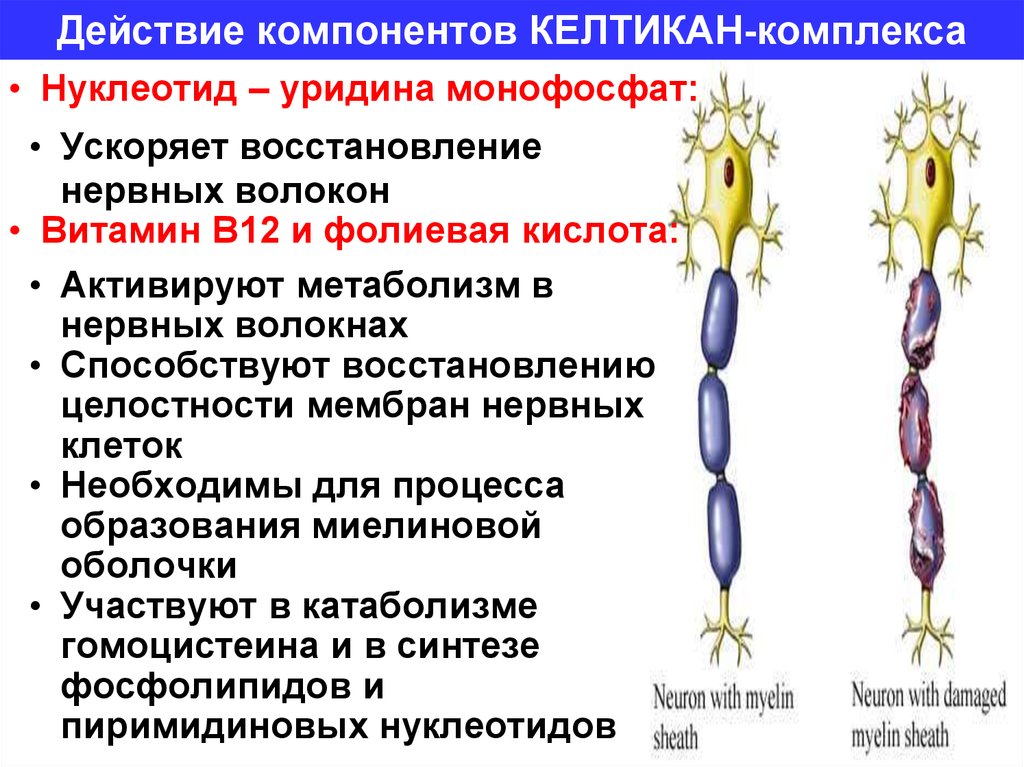 Действие компонентов КЕЛТИКАН-комплекса