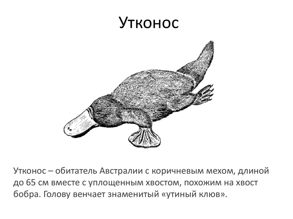 На монете какой страны изображение утконос