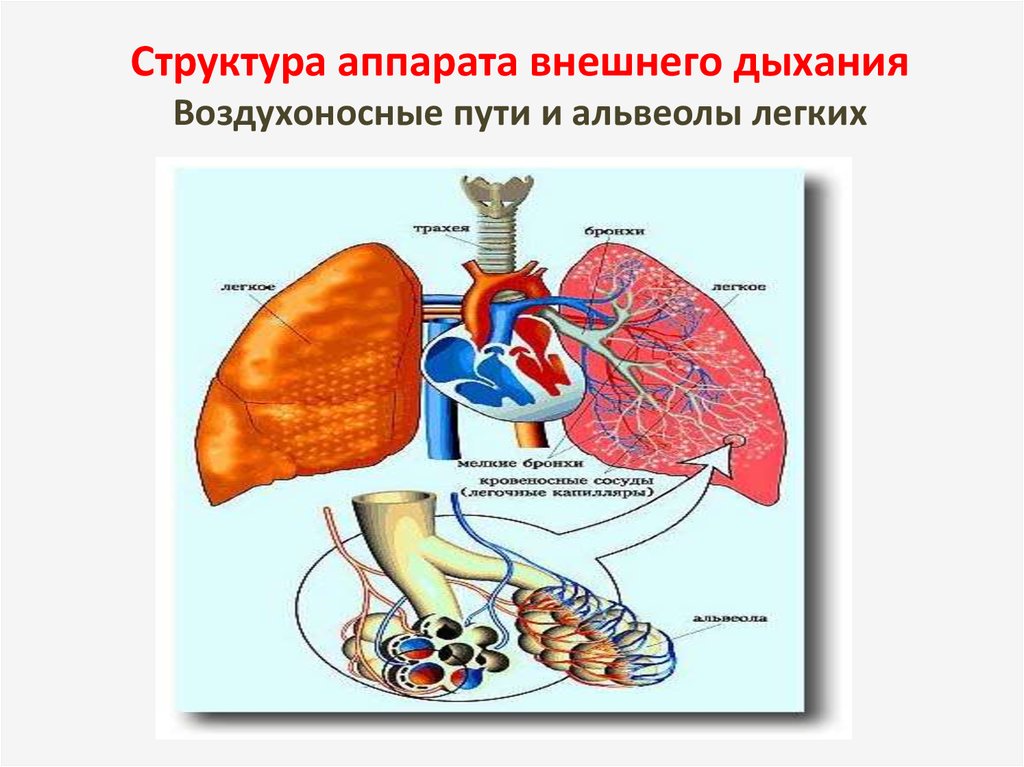 Орган внешнего дыхания. Физиология дыхания внешнее дыхание. Внешнее дыхание схема. Структура аппарата внешнего дыхания.