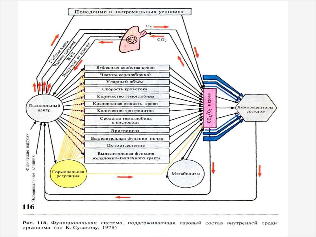 Функциональное постоянство. Функциональная система внешнего дыхания. Функциональная система поддерживающая осмотическое давление. Система поддержания газового состава крови. Схема функциональной системы.