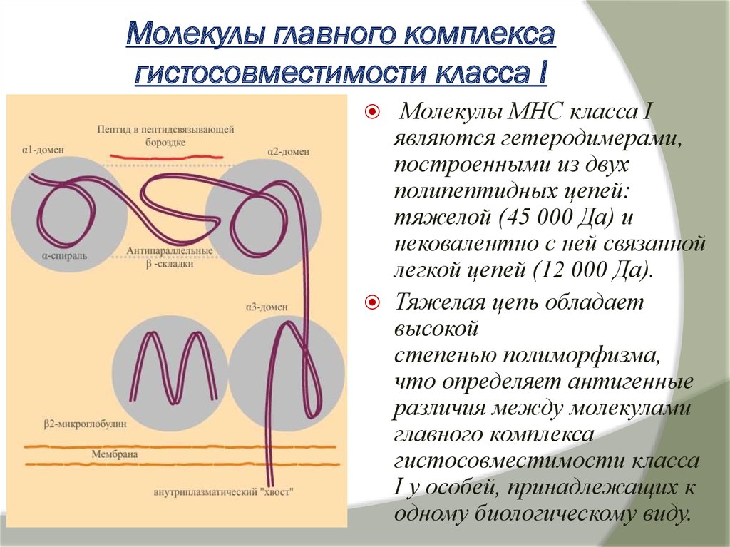 Комплексы молекул