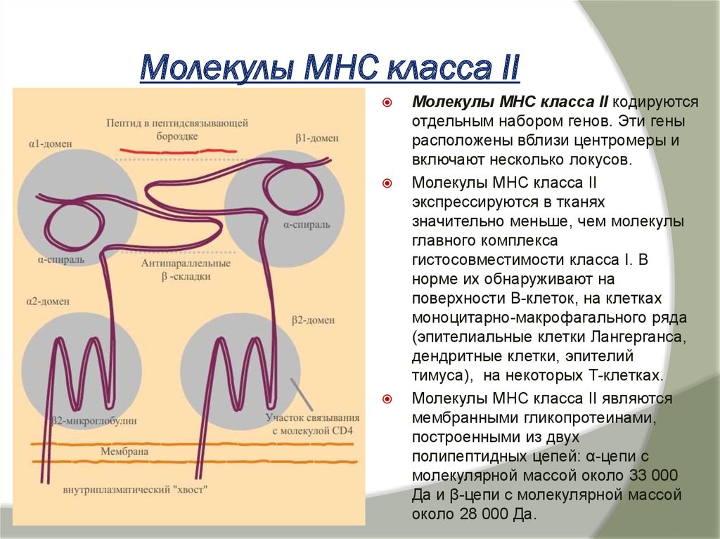 Схема строения молекулы мнс