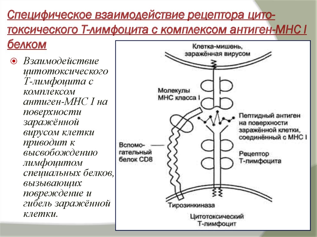 Механизм процессинга и презентации экзогенных и эндогенных антигенов