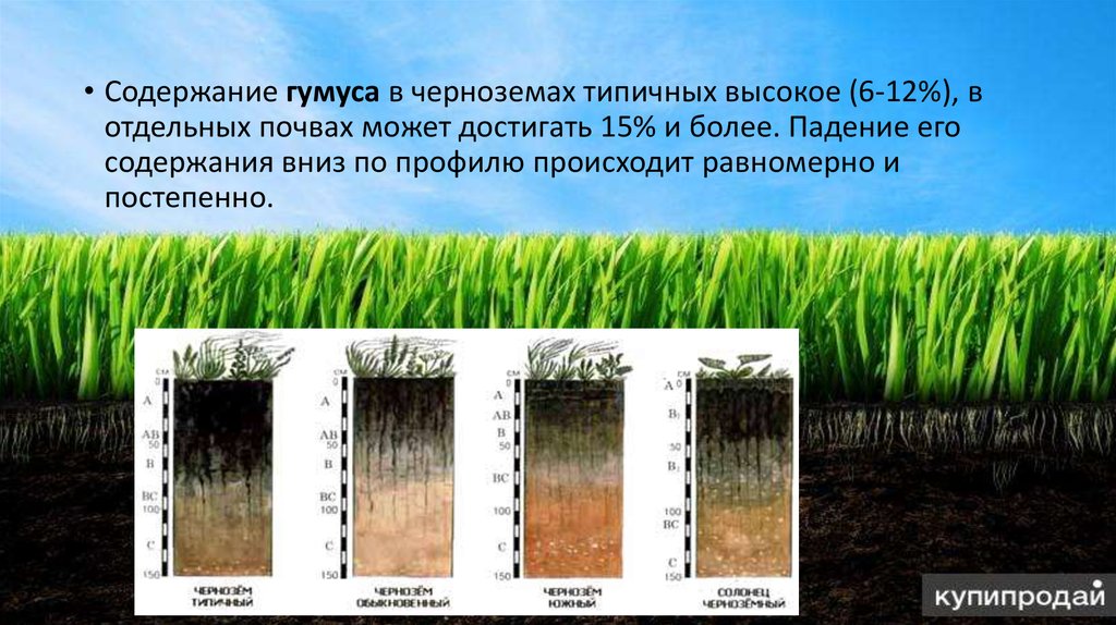 От чего зависит почва. Содержание гумуса в черноземах. Черноземы почвы гумус. Содержание гумуса в черноземе типичном. Черноземы типичные и обыкновенные.