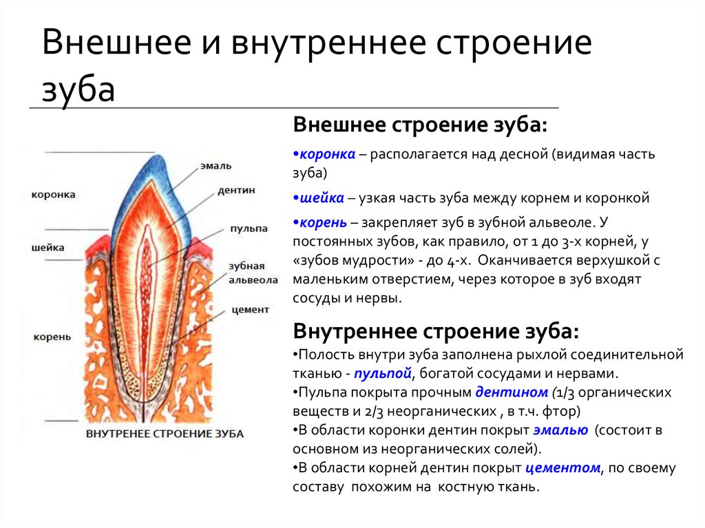 Внешнее и внутреннее строение зуба