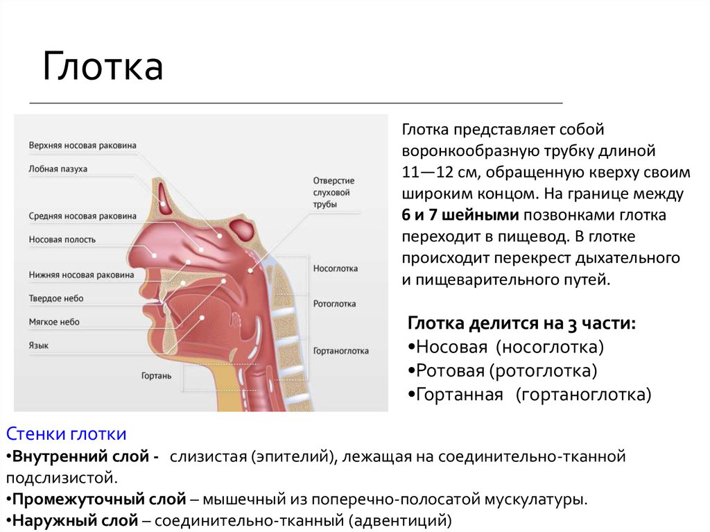 Глотка какие железы. Глотка отделы строение функции. Топографическая анатомия глотки. Отделы глотки.. Строение стенки глотки анатомия. Глотка строение стенки топография функции.