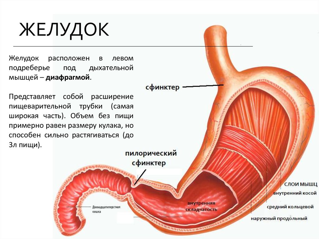 Состояние желудка. Анатомия желудка и 12-перстной кишки. Сфинктер желудка и двенадцатиперстной кишки. Строение 12 перстной кишки и желудка. Пилолорический сфинктер.