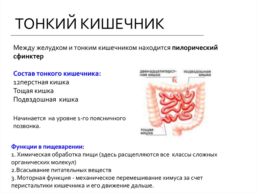 Схема тонкого кишечника человека