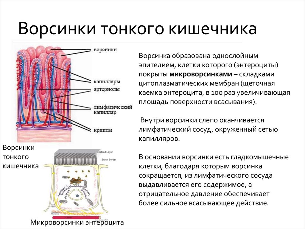 Схема строения ворсинки кишечника