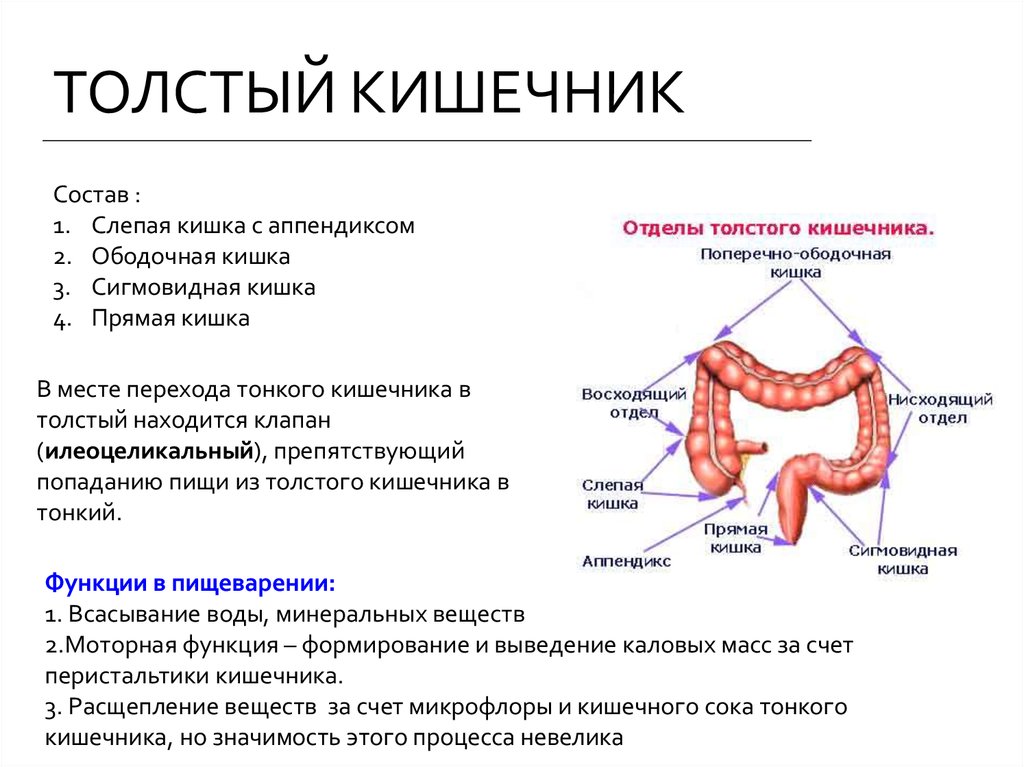 Толстый кишечник. Отделы толстой кишки строение функции. Строение Толстого отдела кишечника. Отделы Толстого кишечника человека схема расположения. Строение и функции толстой кишки кратко.