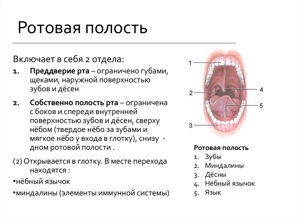 Установите соответствие слизистая оболочка. Строение отделы и функции полости рта. Строение полости рта отделы полости рта. Ротовая полость строение анатомия. Полость рта: отделы, строение стенок, содержимое..