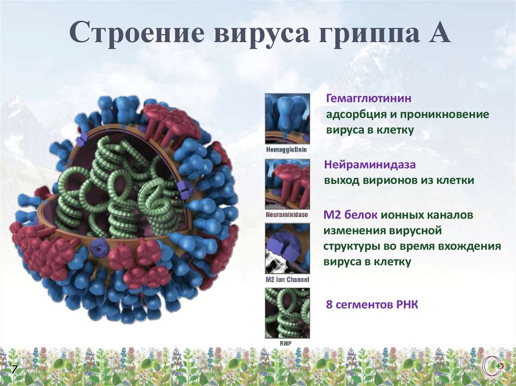 Вирус гриппа содержит. Структура вириона вируса гриппа. Структура вириона гриппа. Строение вириона гриппа. Схема строения вируса гриппа.