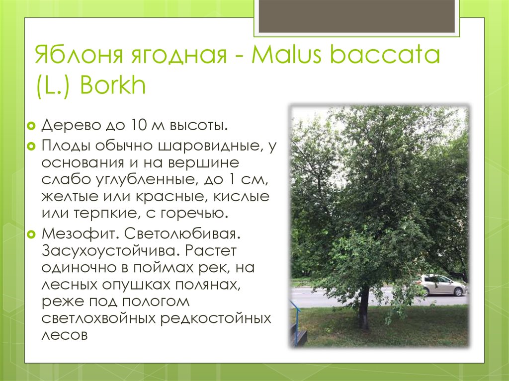 Яблоня ягодная - Malus baccata (L.) Borkh