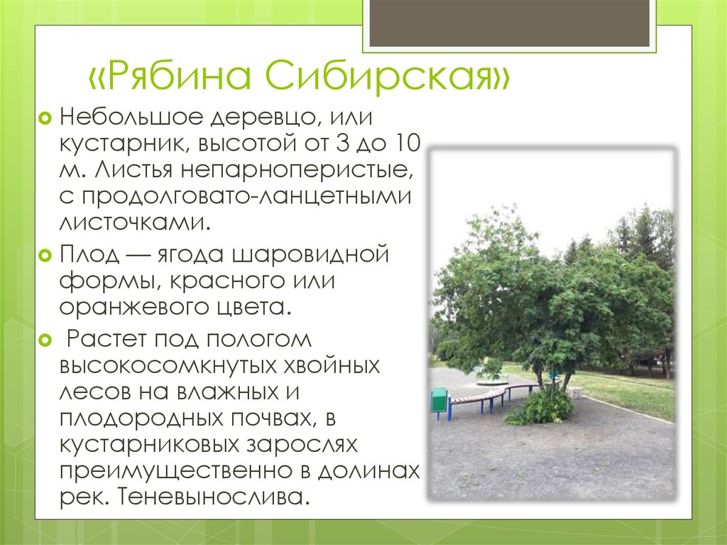 «Рябина Сибирская»