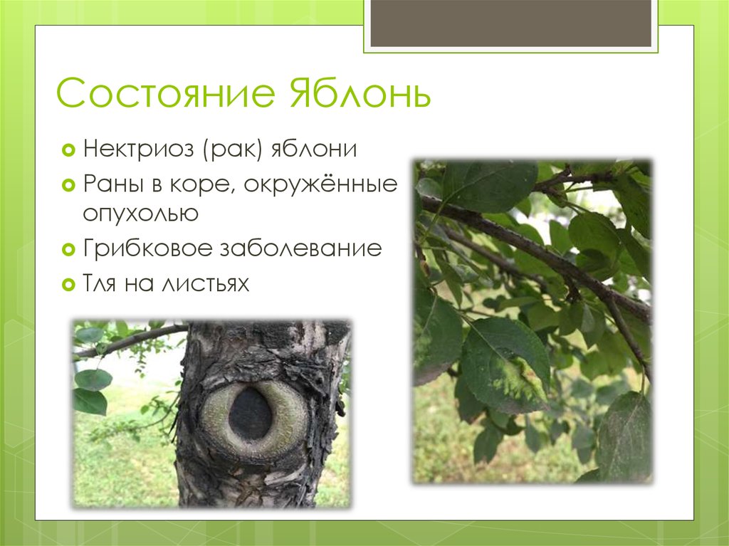 Состояние Яблонь