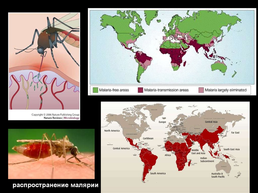 Малярия распространена. Распространение малярии. Тропическая малярия распространение. Карта распространения малярии.