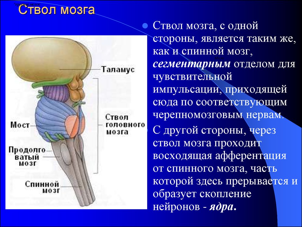 Ствол головного мозга схема