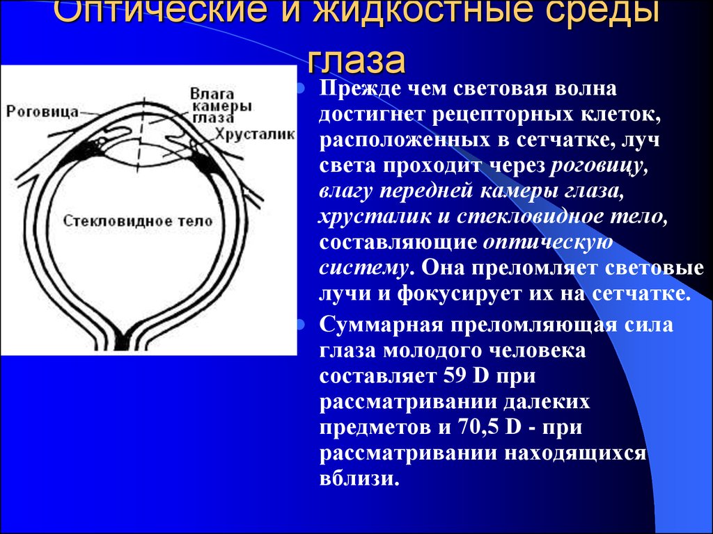 Рассмотрите рисунок глаза на втором форзаце учебника перечислите оптические среды глаза позволяющие