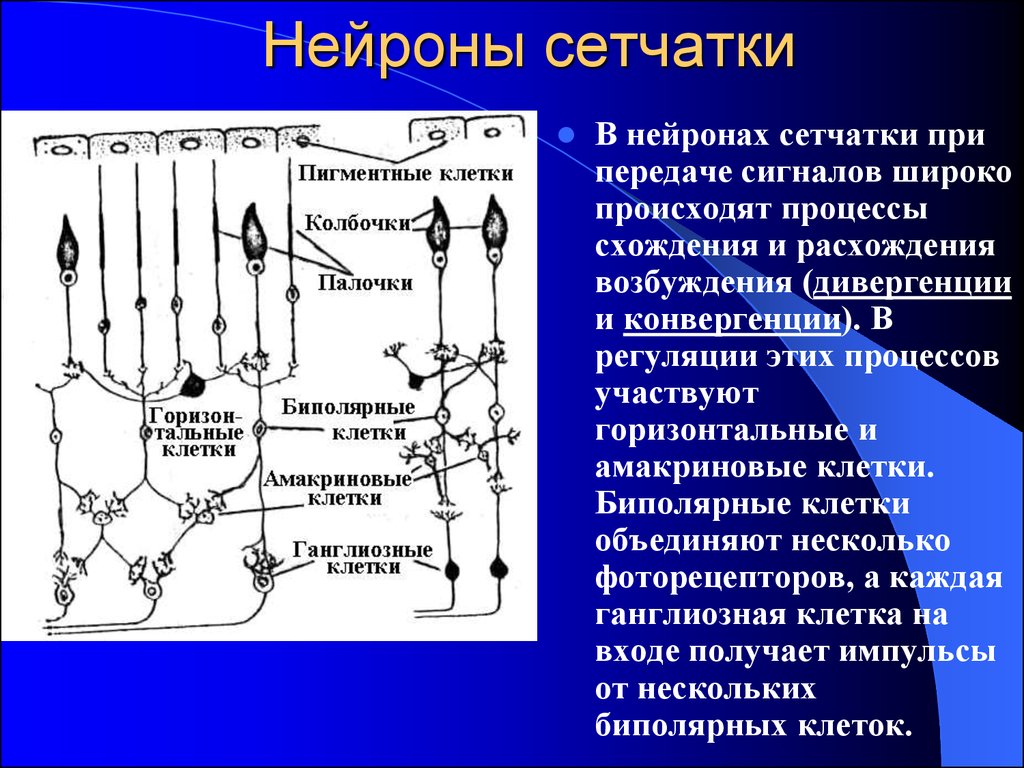 Горизонтальные клетки. Амакриновые Нейроны сетчатки. Амакриновые Нейроны функции. Нейронный состав сетчатки. Нейронная цепь сетчатки.