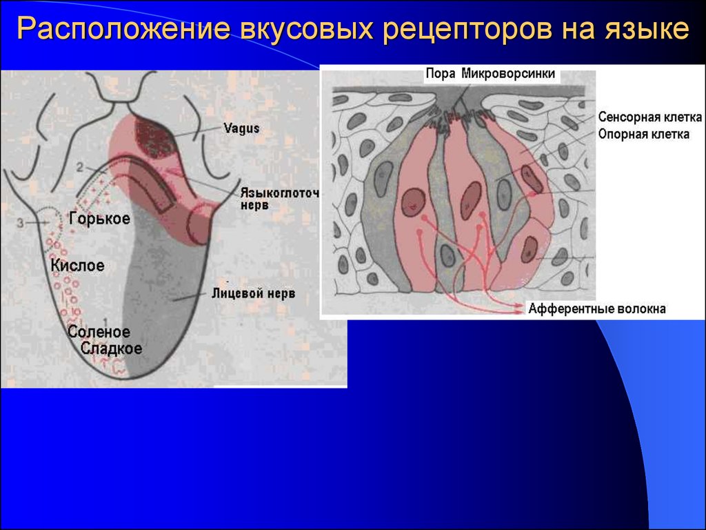 Рецепторы языка человека схема