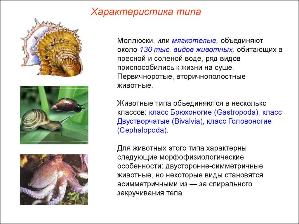 Отличие моллюсков. Моллюски Первичноротые. Характеристики типу моллюсков биология 7 класс. Тип моллюски двустворчатые брюхоногие головоногие и др. Описание моллюска 7 класс биология.