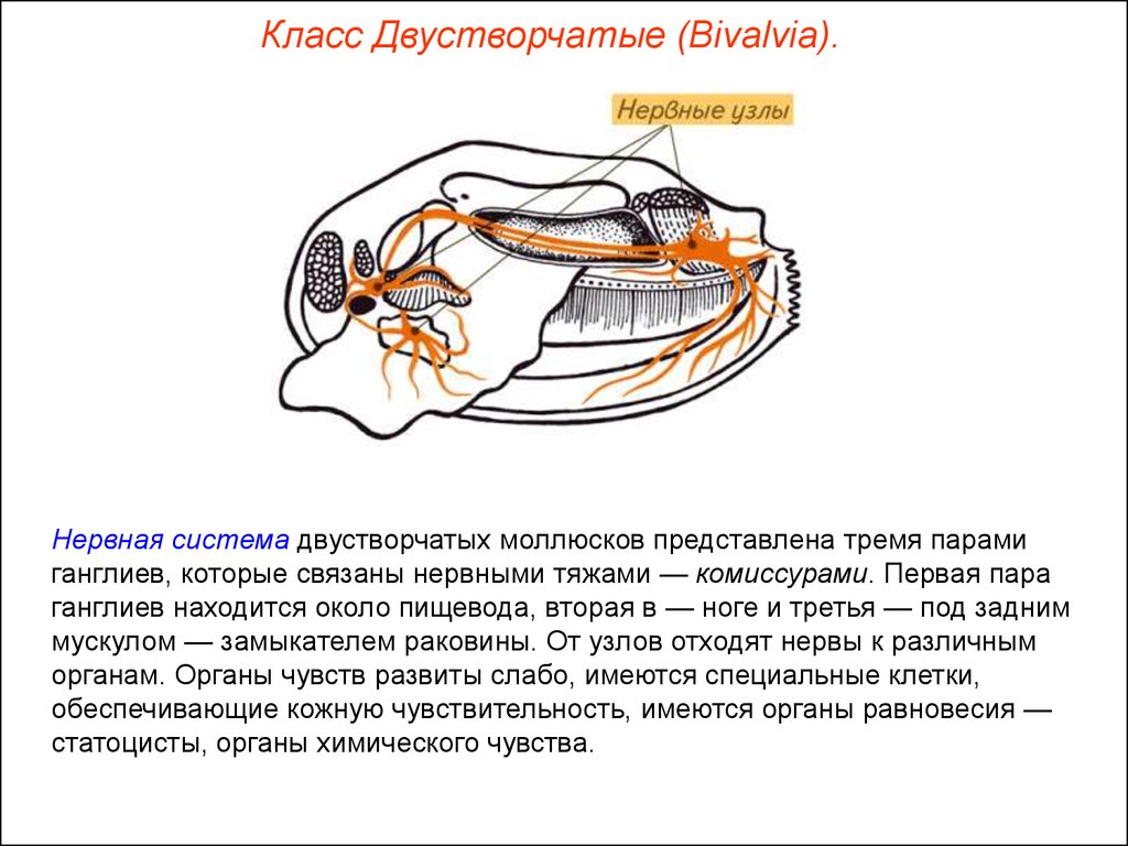 Моллюски тип кровеносной системы таблица. Нервная система система двустворчатых моллюсков. Нервная система моллюсков двустворчатых моллюсков. Нервная система беззубки класс двустворчатые. Класс двустворчатые моллюски нервная система.