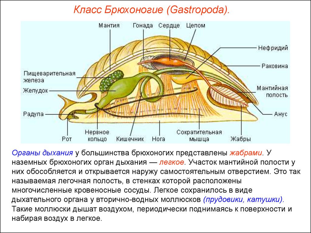 Полость тела моллюсков вторичная