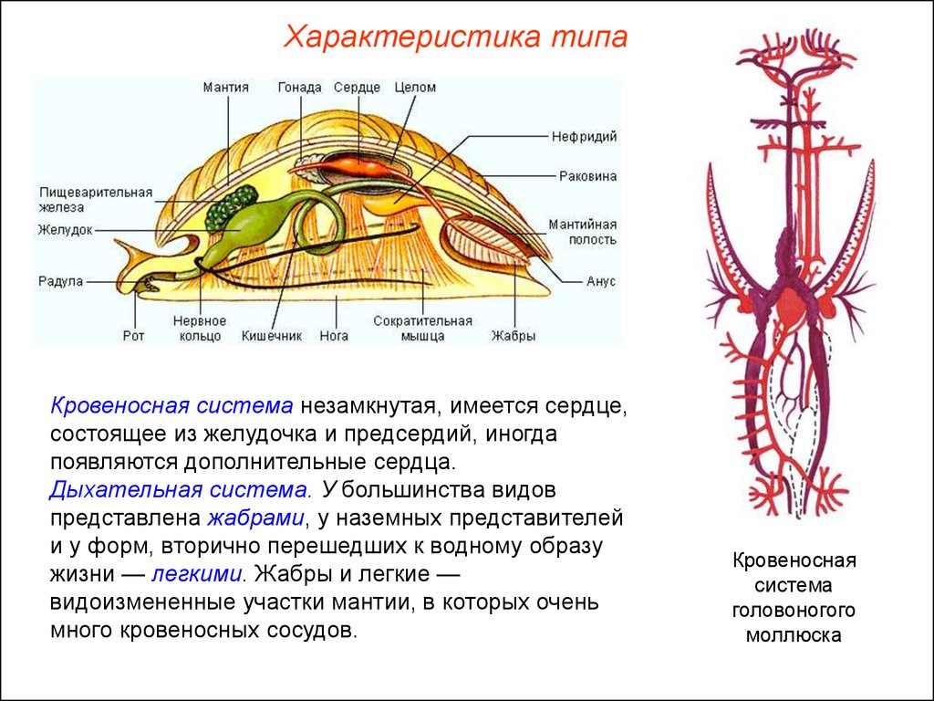 Моллюски тип кровеносной системы таблица. Тип кровеносной системы у моллюсков. Строение кровеносной системы моллюсков. Строение кровеносной системы головоногих моллюсков. Двустворчатые моллюски кровеносная система.
