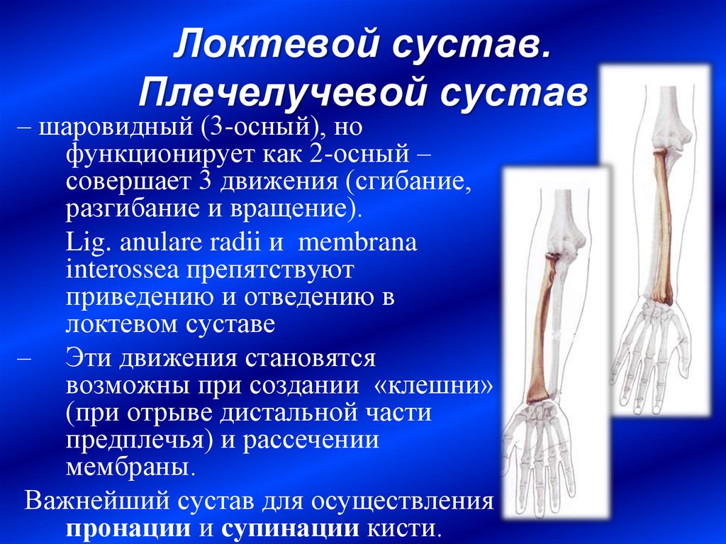 Соединения локтевой кости. Локтевой сустав анатомия классификация. Локтевой плечелоктевой сустав. Локтевой плечелоктевой плечелучевой сустав. Цилиндрический плечелучевой сустав локтевого сустава.