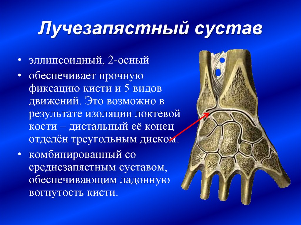 Фаланги пальца тип соединения. Связочный аппарат лучезапястного сустава. Лучезапястный сустав анатомия образован. Лучезапястный сустав образован костями анатомия. Суставной диск лучезапястного сустава.
