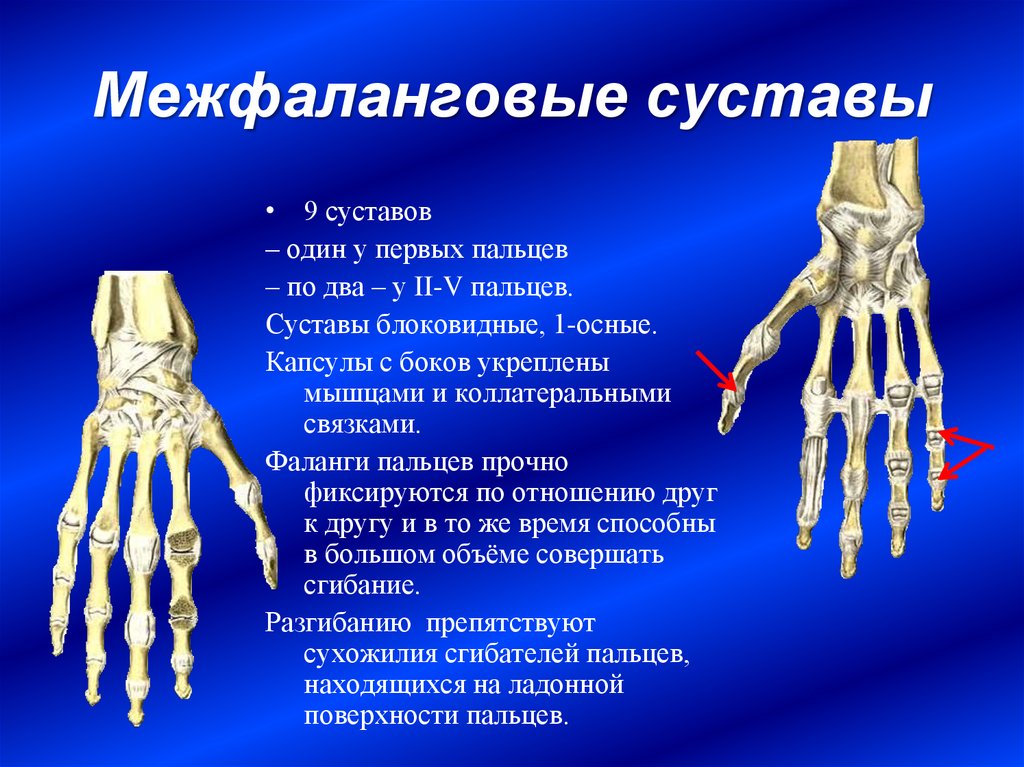 Фаланги пальца тип соединения. 1 Пястно-фаланговый сустав анатомия. Пястно фаланговые суставы кости. Анатомия 3 пястной кости. Запястно-пястный сустав 1 пальца кисти.