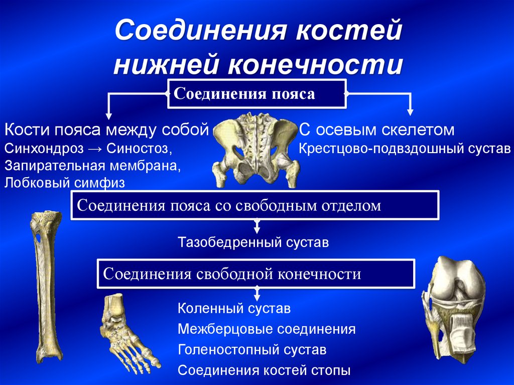 Соединение костей особенности строения конечностей