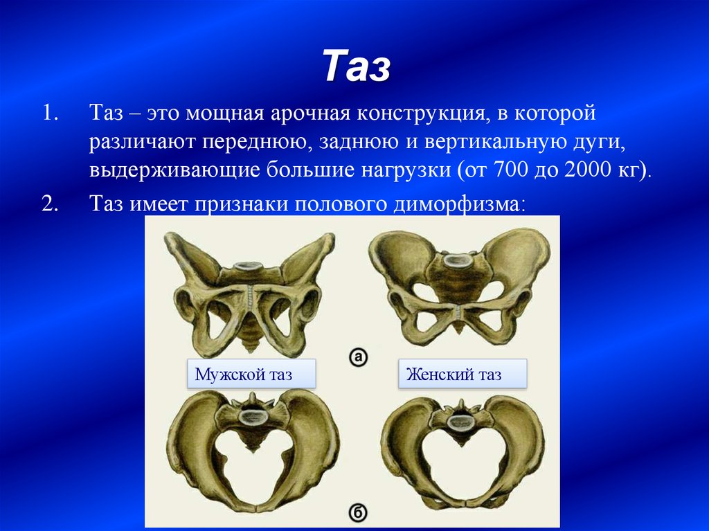 Таз это. Таз. Мужской таз. Большой таз. Половой диморфизм таза.