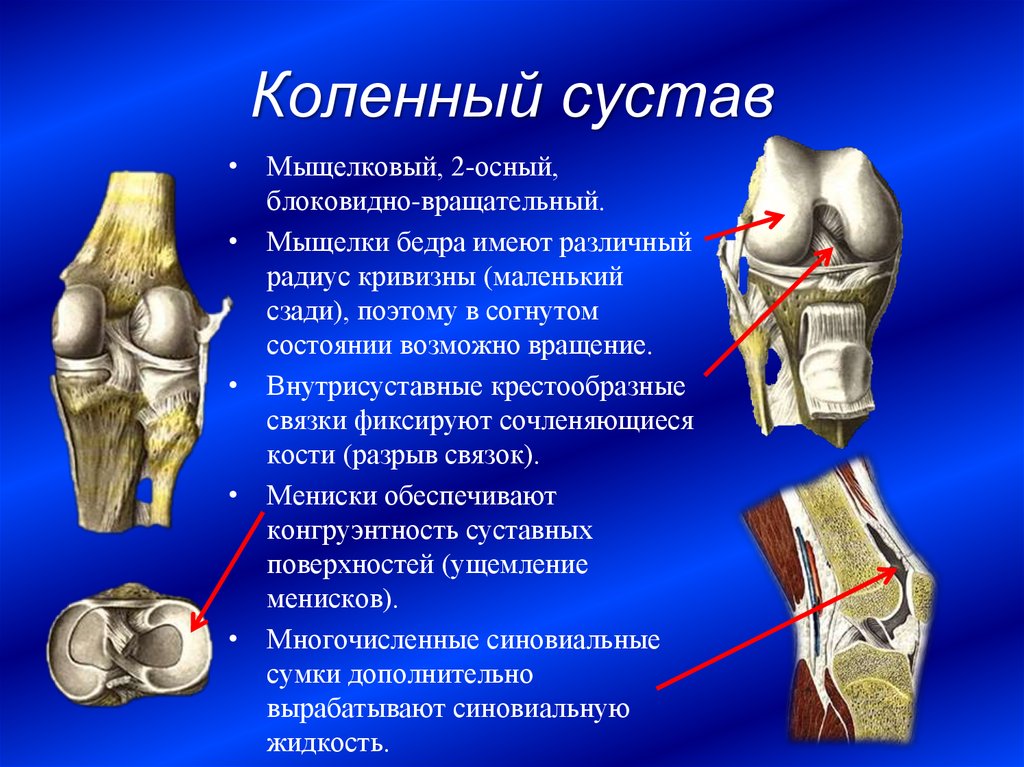 Мыщелки. Анатомия коленного сустава мыщелки. Связочный аппарат коленного сустава анатомия. Строение коленного сустава мыщелки. Коленный сустав строение анатомия связки.