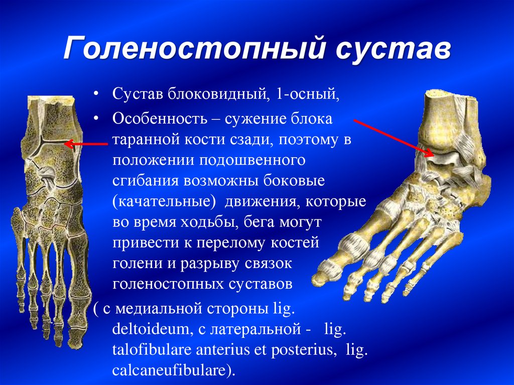 Голеностопный сустав образован костями