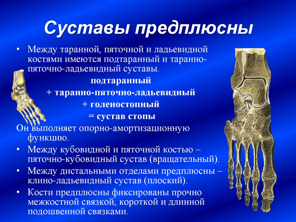 Внутренняя поверхность костей. Ладьевидная кость стопы предплюсна. Подтаранный сустав (таранно-пяточный, таранно-пяточно-ладьевидный). Между костями предплюсны сустав. Пяточно кубовидный сустав классификация.