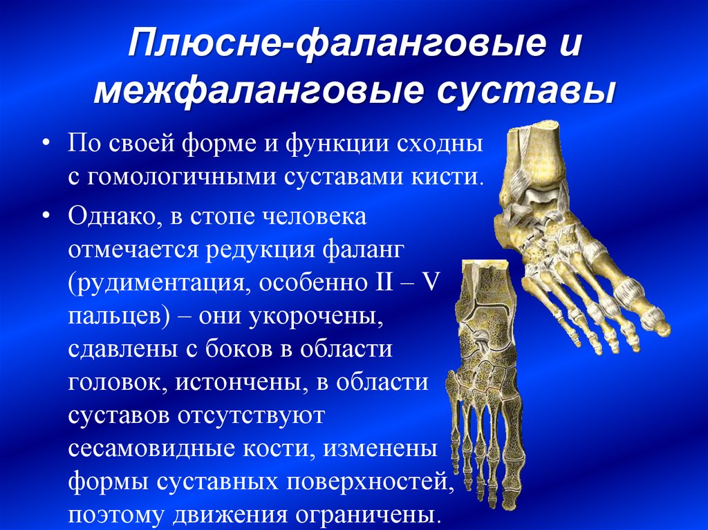 Фаланги пальца тип соединения. Межфаланговые суставы стопы анатомия. Плюснефаланговый сустав стопы анатомия. Анатомия плюснефалангового сустава. Межфаланговые суставы кисти анатомия.