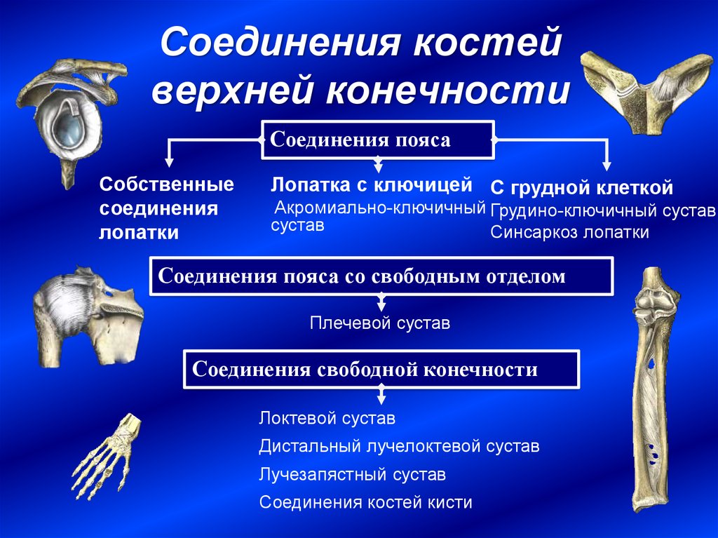 Кости верхней конечности анатомия презентация