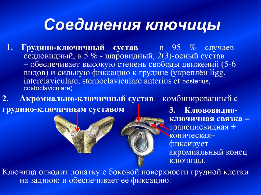 Грудино ключичный сустав. Грудино-ключичный сустав кт. Соединение ключицы. Соединение ключицы с грудиной. С чем соединяется ключица.