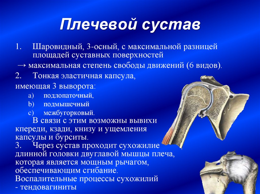 В образовании кости участвуют. Плечевой сустав кости образующие сустав. К каким суставам (по строению) относится плечевой сустав?. Строение сустава суставные поверхности плечевой сустав. Плечевой сустав вид сбоку.