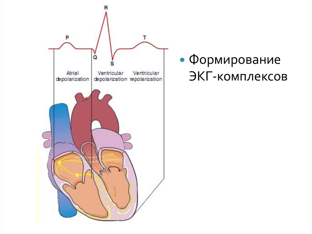 Проводимость сердца