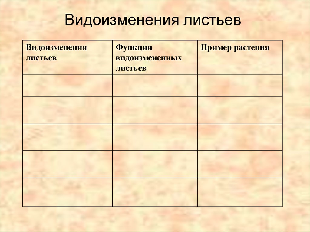 Каково значение видоизмененных листьев в жизни. Таблица по биологии 6 класс видоизменение листьев. Таблица по биологии 6 класс видоизменение листа. Видоизменения листа таблица биология 6 класс. Таблица по биологии 7 класс видоизменения листьев.