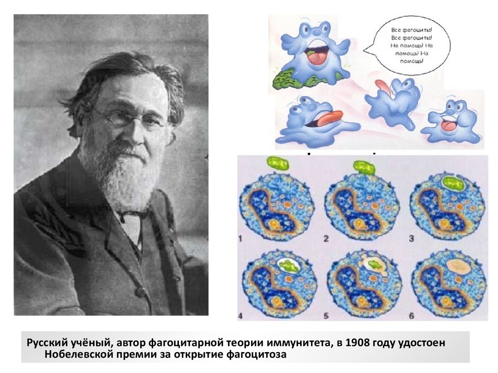 Кто открыл фагоцитоз. Мечников фагоцитарная теория. Илья Мечников фагоцитоз. Мечников фагоцитарная теория иммунитета. Фагоцитарная теория иммунитета Мечникова.