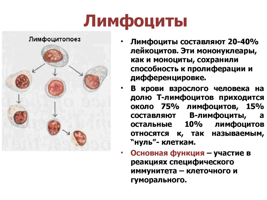 Кровь лимфоциты 45. Лимфоциты3.9. Лимфоциты в периферической крови норма. Т лимфоциты норма. Степени снижения лимфоцитов.
