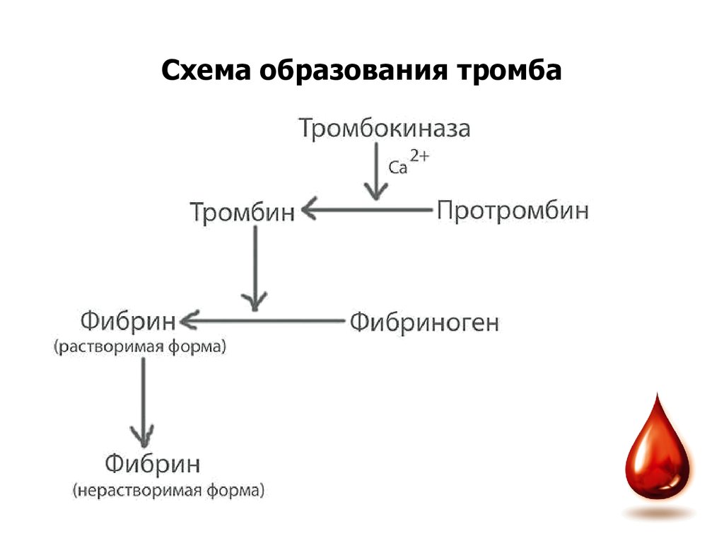 Этапы свертывания крови схема