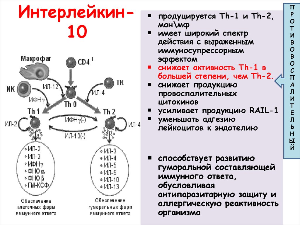 Основные формы иммунного реагирования