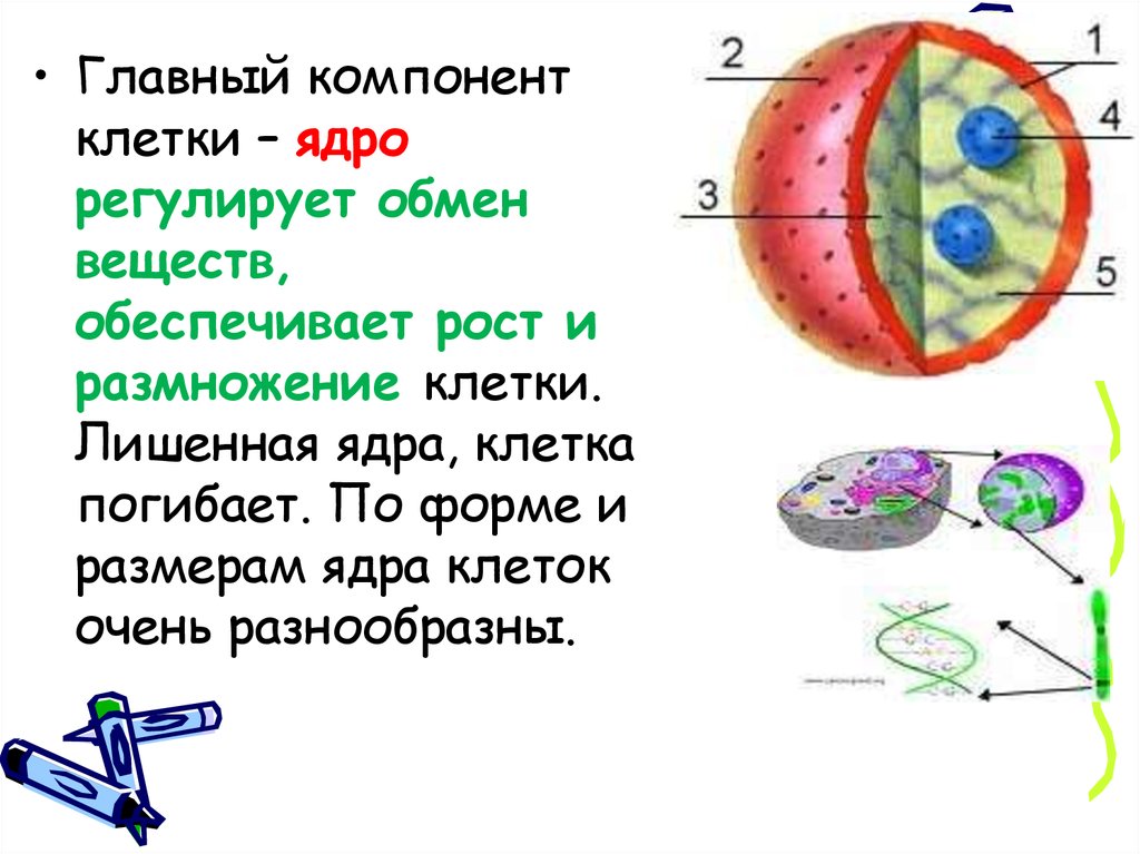Составляющие элементы ядра. Основные элементы ядра клетки. Строение ядра клетки. Компоненты клеточного ядра. Ядро – основной компонент клетки..