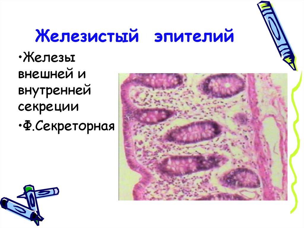 Группы железистых клеток. Секреторный (железистый) эпителий. Железистый эпителий строение ткани. Ткани животных железистый эпителий. Железистый эпителий ткань.